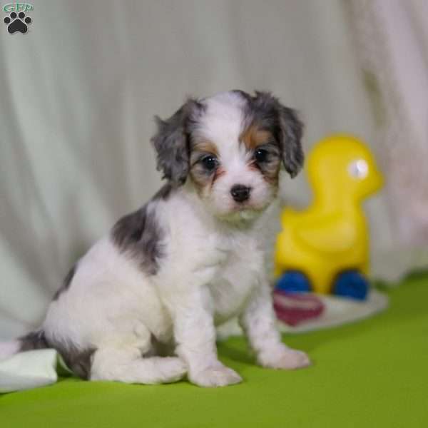 Bonnie, Cavapoo Puppy